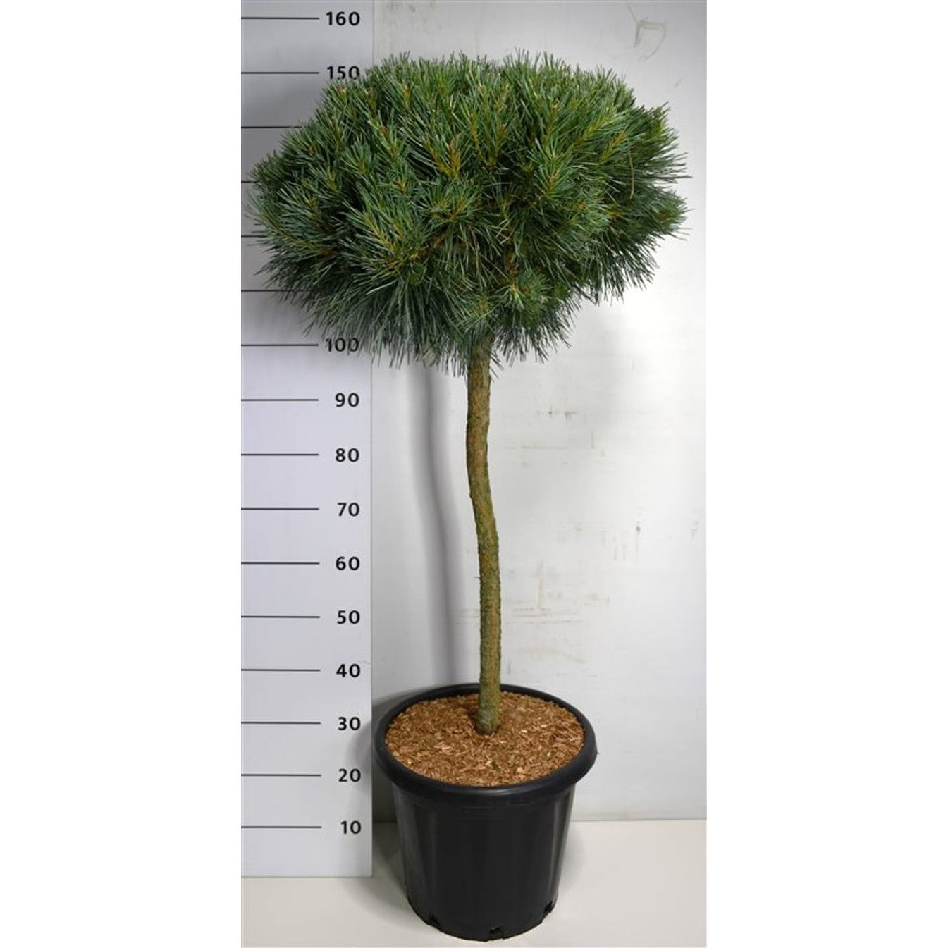 Tall – Pinus sylvestris 'Chantry Blue' - 90 CM Stem C25